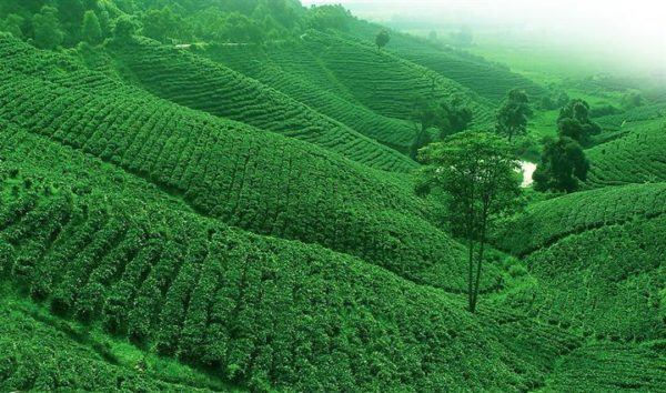 福鼎白茶文化全国摄影大展征稿