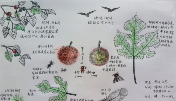 第三届重庆市梦想课堂·自然笔记大赛征集