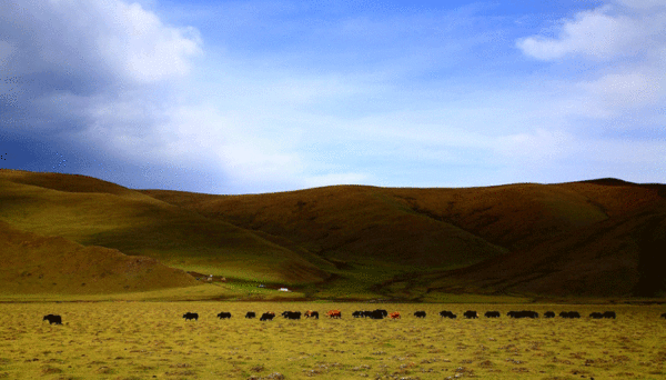 中国·阿坝县首届摄影大赛