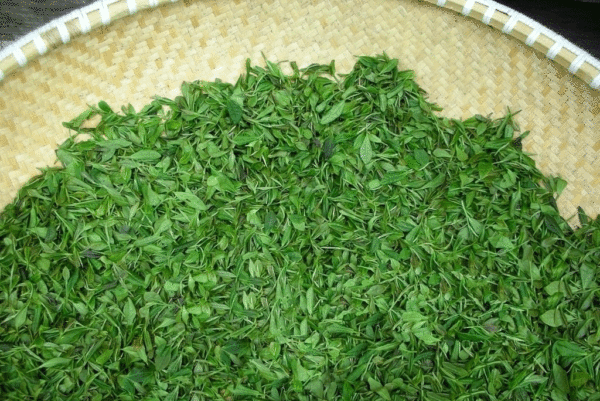 2016中国国际(河北)茶博会志愿者招募