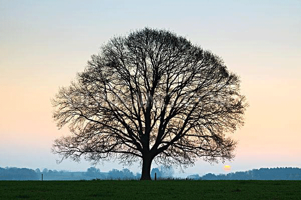 “美丽驿城·聚焦橡林”摄影大赛征稿启事