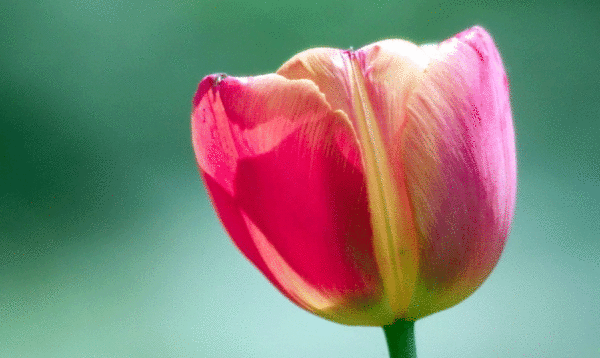 2016"荷兰花海"杯中国花卉摄影大展征稿