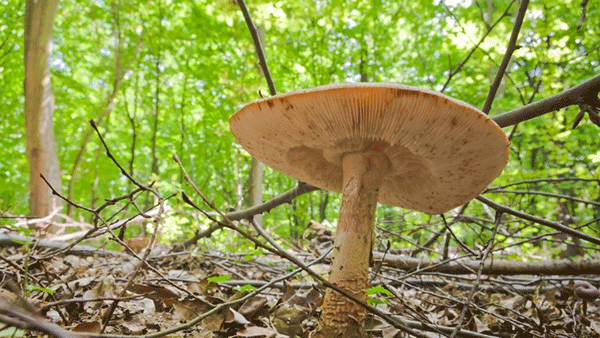 2016第三届中国食用菌摄影作品大赛