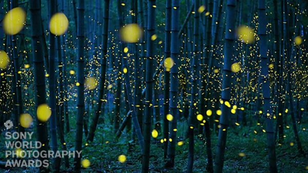2017年索尼世界摄影大赛