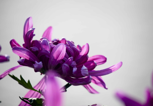 2016中国开封龙亭杯“菊花印象”产品创意大赛