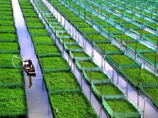 “聚焦全市现代生态农业”摄影大赛征稿