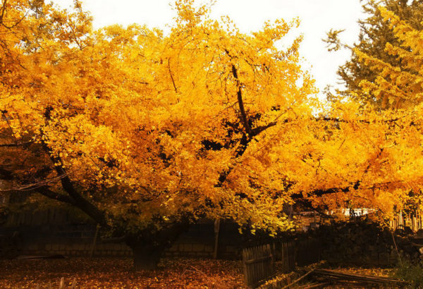 第三届“千年银杏 诗画安陆”全国摄影大展征稿