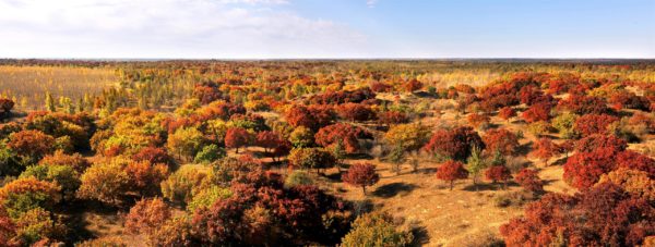 首届通辽•乌旦塔拉国际枫叶节”全国摄影大赛