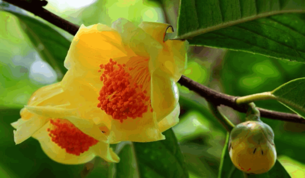 防城金花茶节主题口号及LOGO设计征集