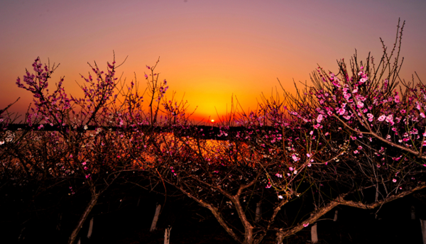 第16届中国梅花蜡梅展征集logo和吉祥物